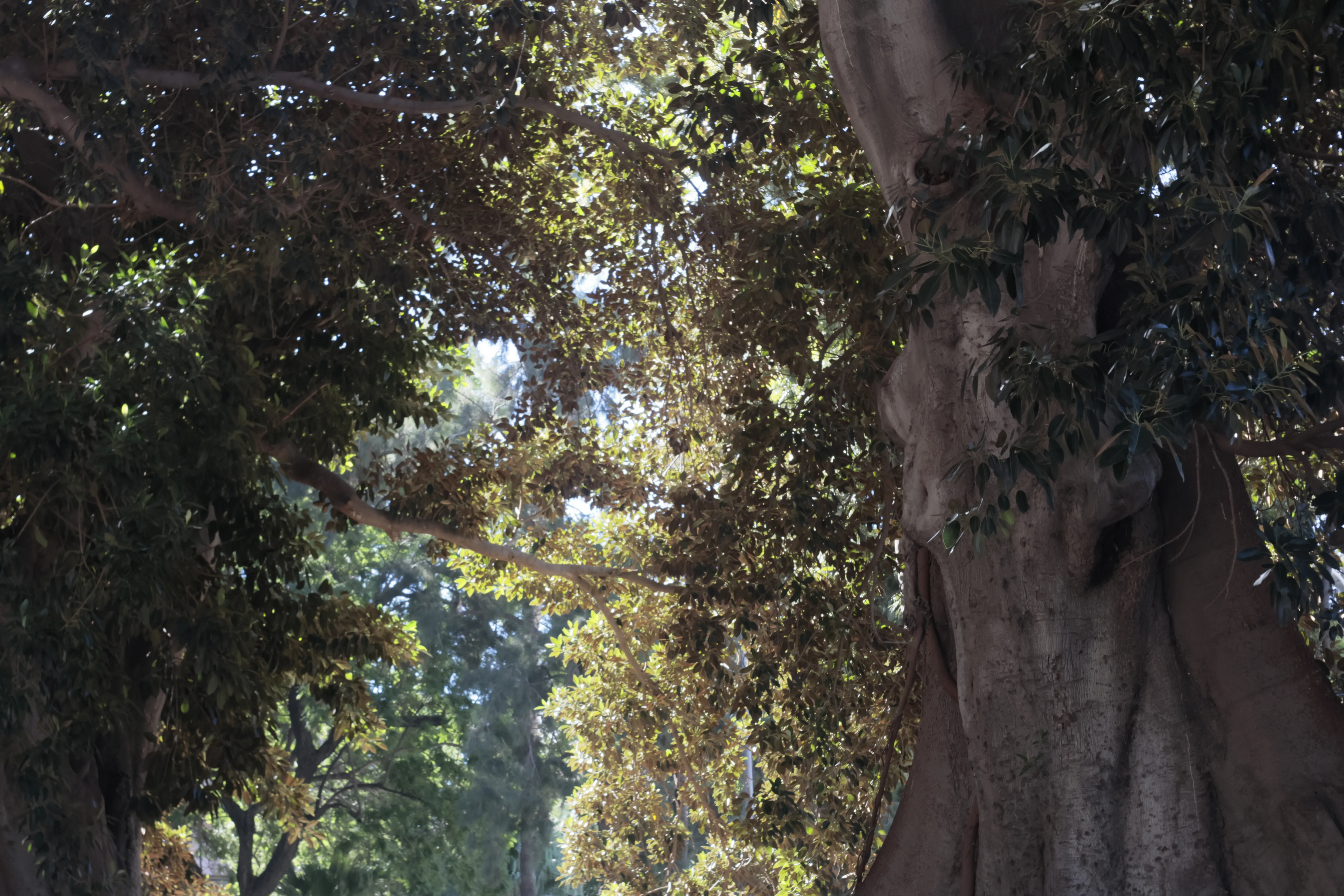 Meyer-Optik Görlitz Primagon 35mm f4.5 (M42) - _I4A1016.webp